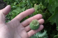 �������� ����-2013�