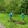 Наши летние саженцы готовятся к зиме Наши летние саженцы готовятся к зиме
