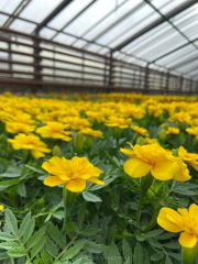 �����������, ����� ���� ������, ��������-������ ������� ��������� ���������� �� ��������� ������