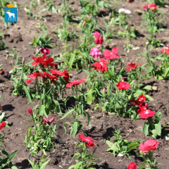 � ������ ���� ���������� ������ ���������� �����