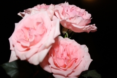 ������������ ���� �. ������-��� �.�. ���������� �  ���� �������